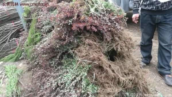 沭陽(yáng)基地的紅葉小檗 沭陽(yáng)基地的紅葉小檗