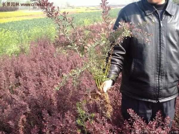 沭陽基地的紅葉小檗球 沭陽基地的紅葉小檗球