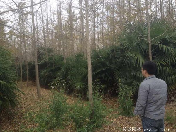 棕櫚圖片棕櫚樹(shù)基地實(shí)拍
