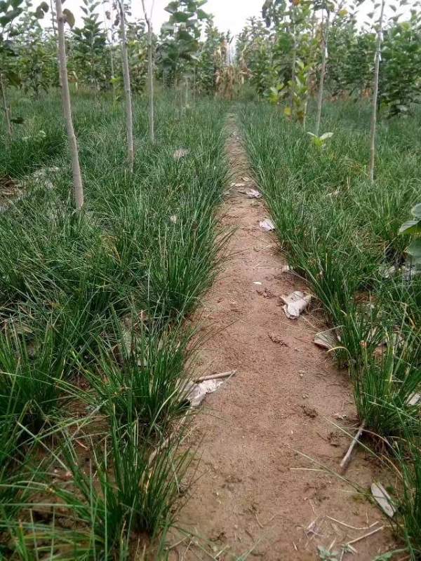 白玉蘭圖片白玉蘭基地實拍 白玉蘭圖片白玉蘭基地實拍