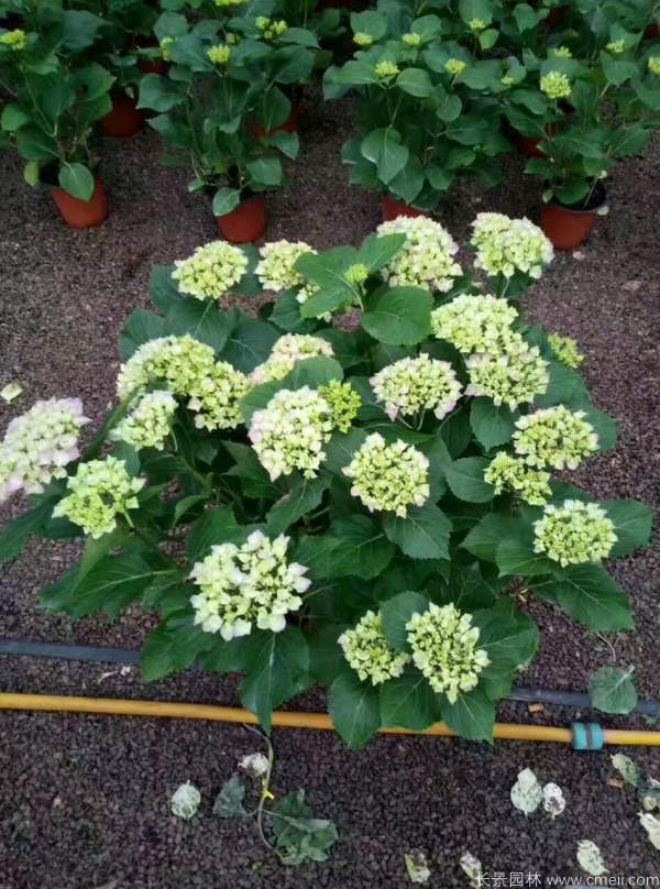 八仙花圖片基地實拍 八仙花圖片基地實拍