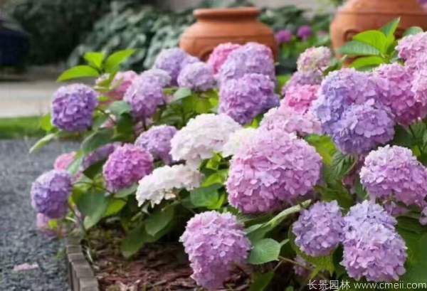 八仙花圖片基地實拍 八仙花圖片基地實拍