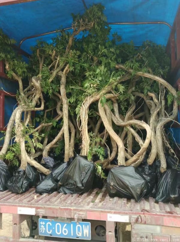 凌霄花苗圖片基地實拍