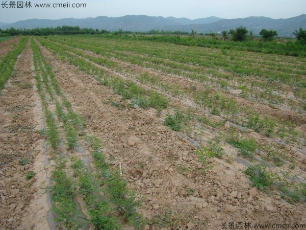 酸棗種子發芽出苗圖片