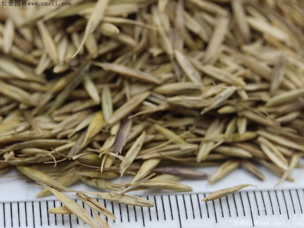 披堿草種子圖片 披堿草種子圖片