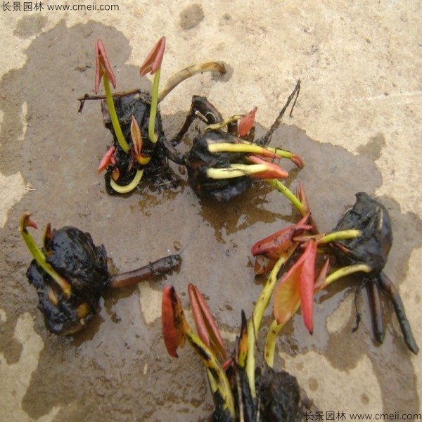 睡蓮根塊苗圖片 睡蓮根塊苗圖片