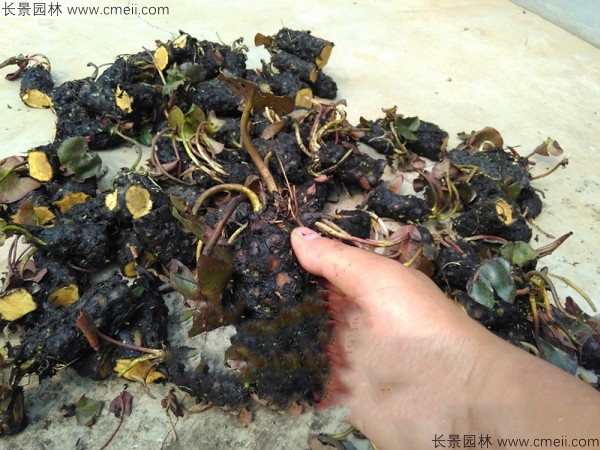睡蓮根塊苗圖片 睡蓮根塊苗圖片