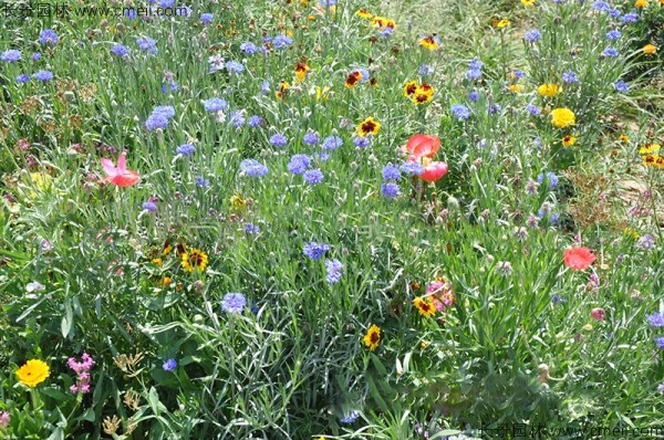 野花組合開花圖片 野花組合開花圖片