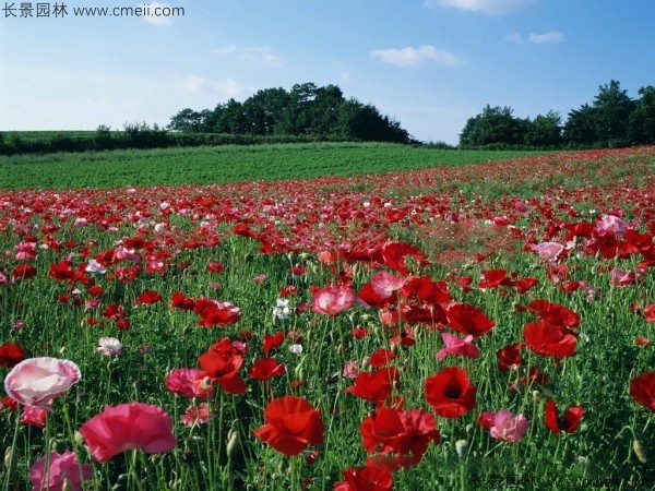 虞美人開(kāi)花圖片花海 虞美人開(kāi)花圖片花海