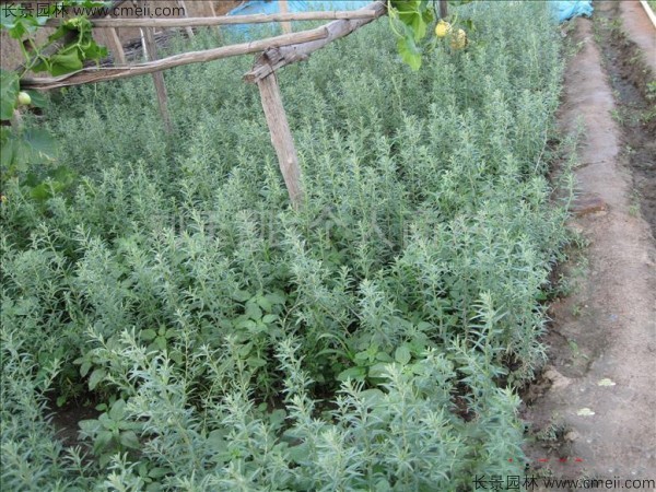 沙棘種子發(fā)芽出苗圖片