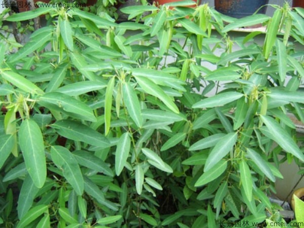 跳舞草種子發芽出苗圖片 跳舞草種子發芽出苗圖片