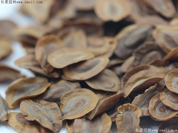 馬利筋種子圖片 馬利筋種子圖片