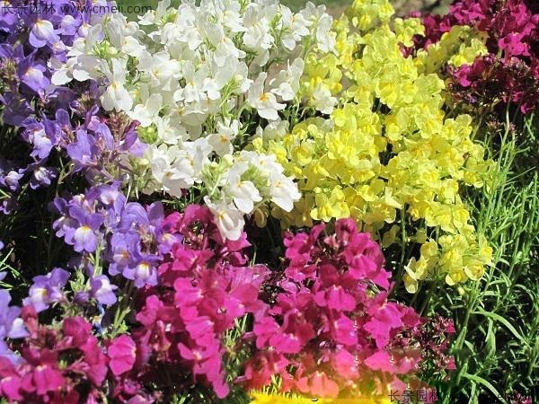 柳穿魚種子發芽出苗開花圖片 柳穿魚種子發芽出苗開花圖片