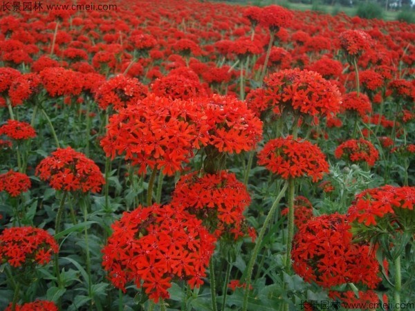 剪秋羅種子發(fā)芽出苗開(kāi)花圖片 剪秋羅種子發(fā)芽出苗開(kāi)花圖片