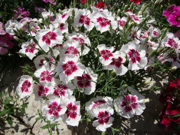 瞿麥種子發芽出苗開花圖片