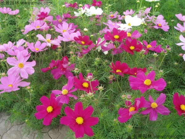 格?；ǚN子發芽出苗開花圖片