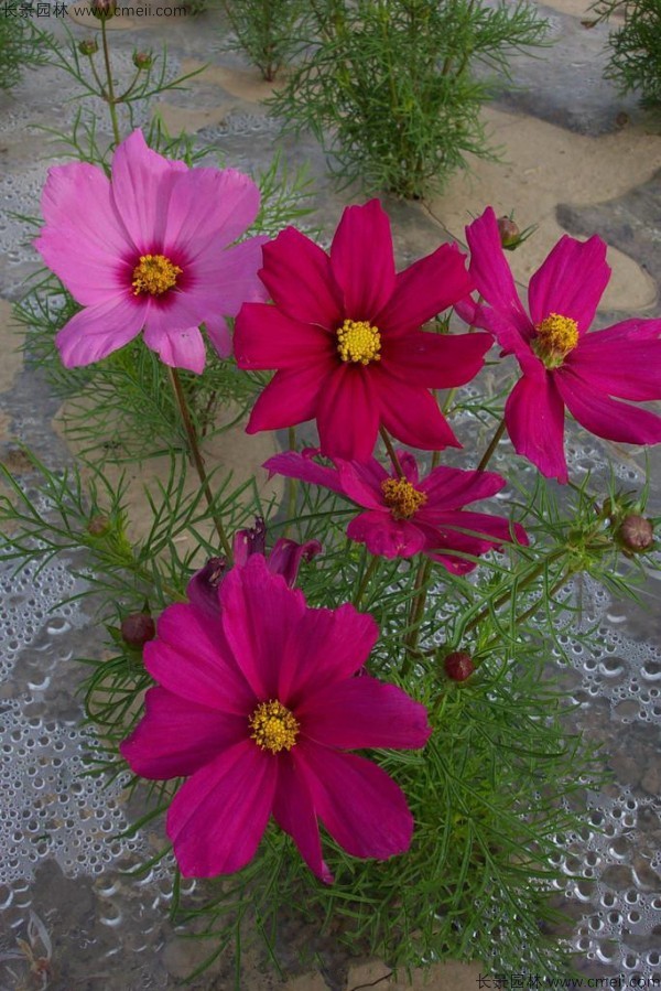 格?；ǚN子發芽出苗開花圖片