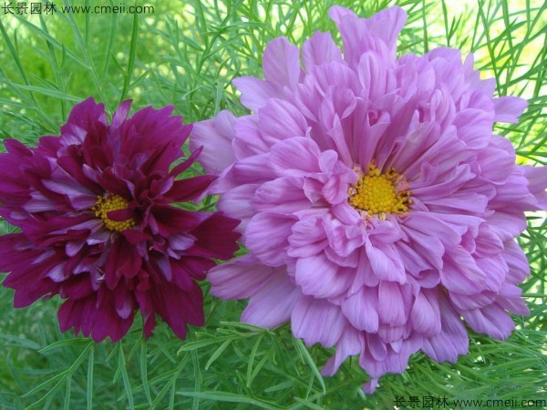 格?；ǚN子發芽出苗開花圖片