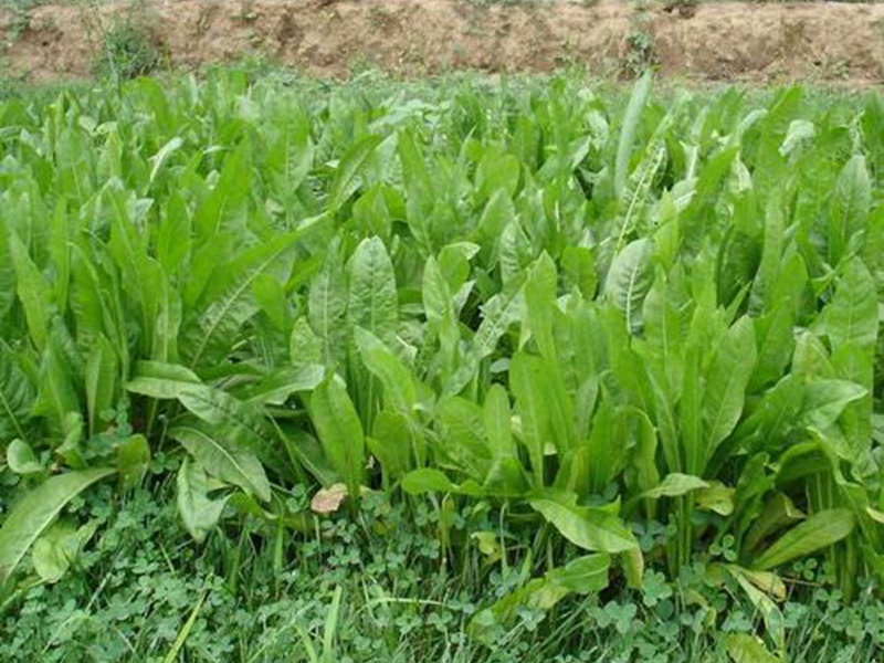 進口菊苣種子 進口菊苣種子