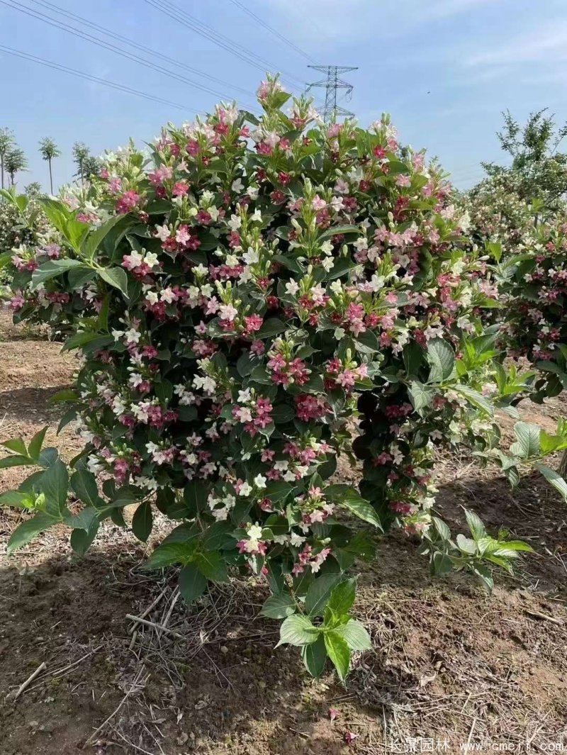 五彩錦帶 五彩錦帶