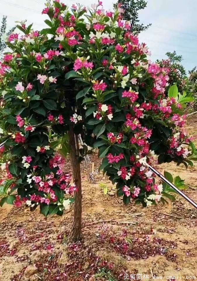 五彩錦帶 五彩錦帶