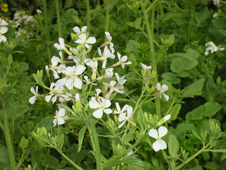 蘿卜種子 蘿卜種子