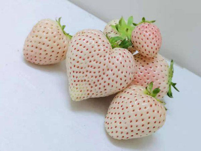 白草莓市場行情怎么樣？白草莓種植前景如何？