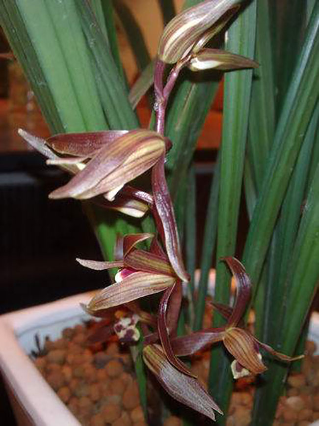 墨蘭種植方法 墨蘭種植方法