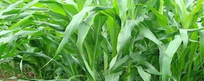 墨西哥玉米 墨西哥玉米