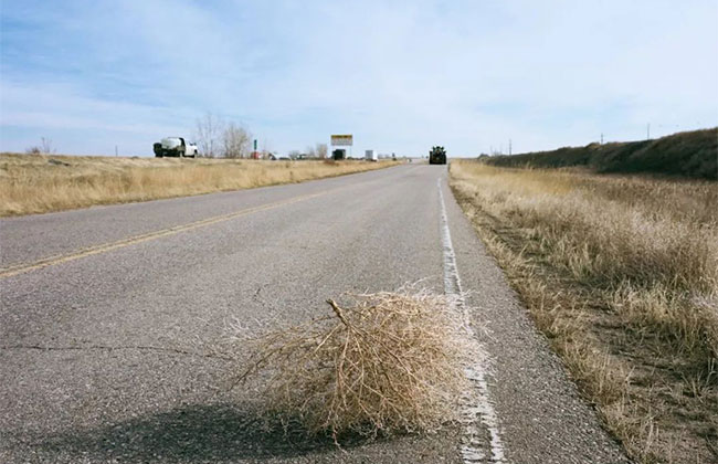 風(fēng)滾草 風(fēng)滾草