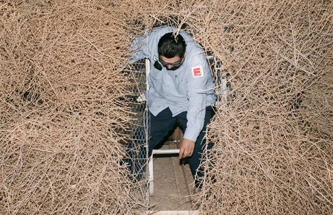 風(fēng)滾草 風(fēng)滾草