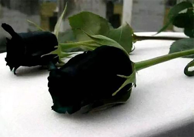 黑玫瑰的花語是什么？黑玫瑰的寓意和象征