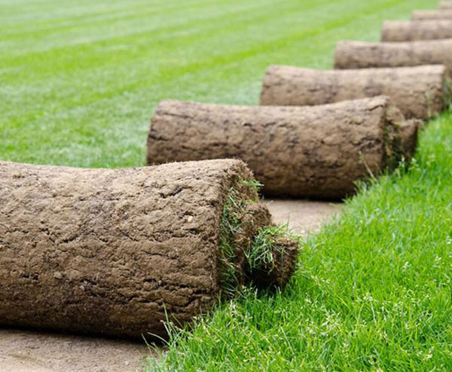 矮生百慕大和果嶺草哪個好?百慕大與果嶺草區別 矮生百慕大和果嶺草哪個好?百慕大與果嶺草區別