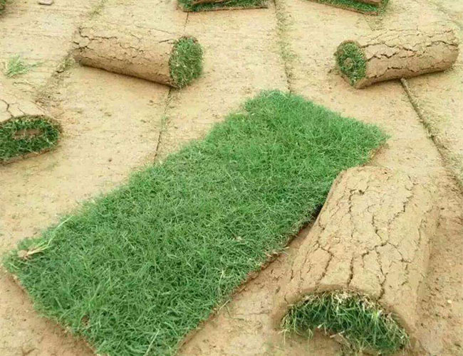 矮生百慕大和果嶺草哪個好?百慕大與果嶺草區別 矮生百慕大和果嶺草哪個好?百慕大與果嶺草區別