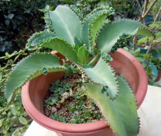 超好養活的落地生根 超好養活的落地生根