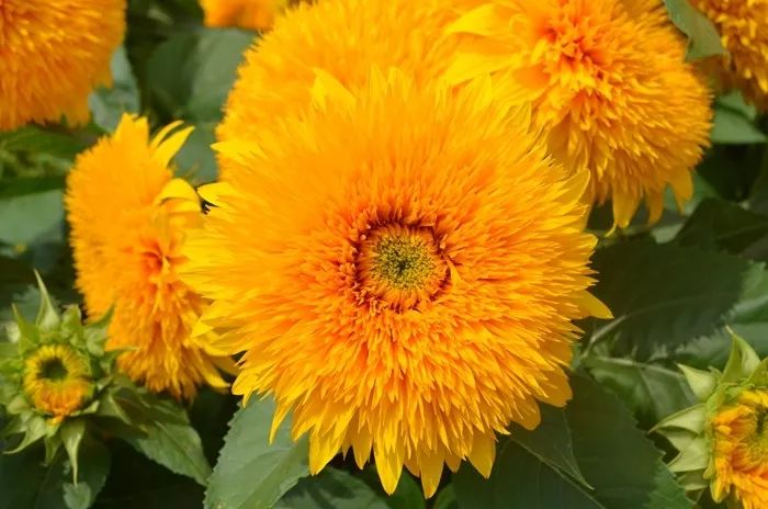 輝煌系列向日葵 輝煌系列向日葵